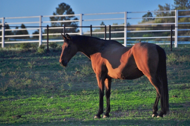 horse at Echo Basin Ranch and RV Park
